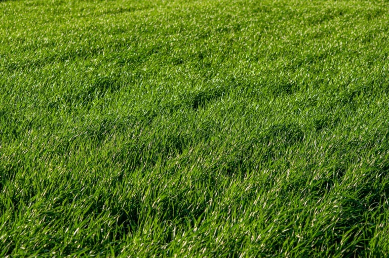 zielona trawa